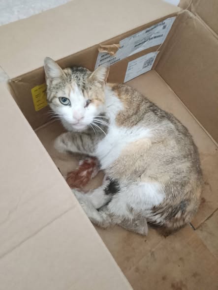 Chat à adopter