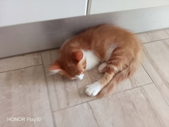 Chat à adopter