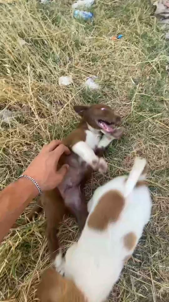 Chien à adopter