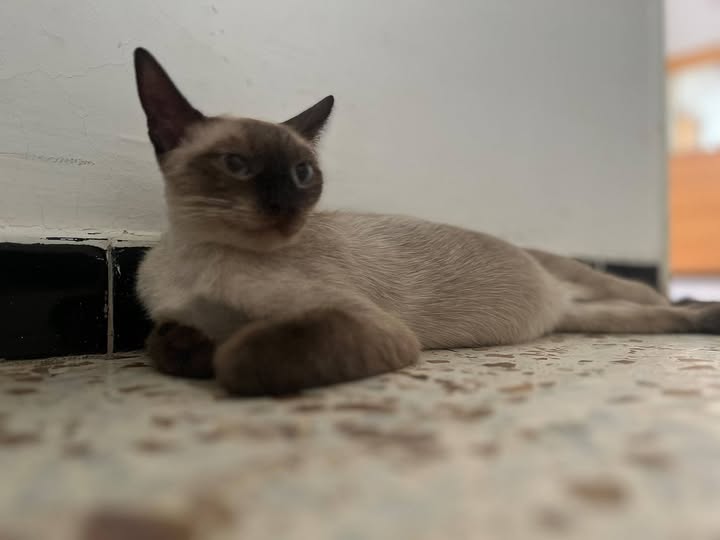 Chat à adopter