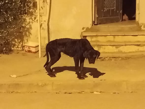 Chien à adopter