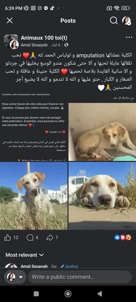 الكلبة