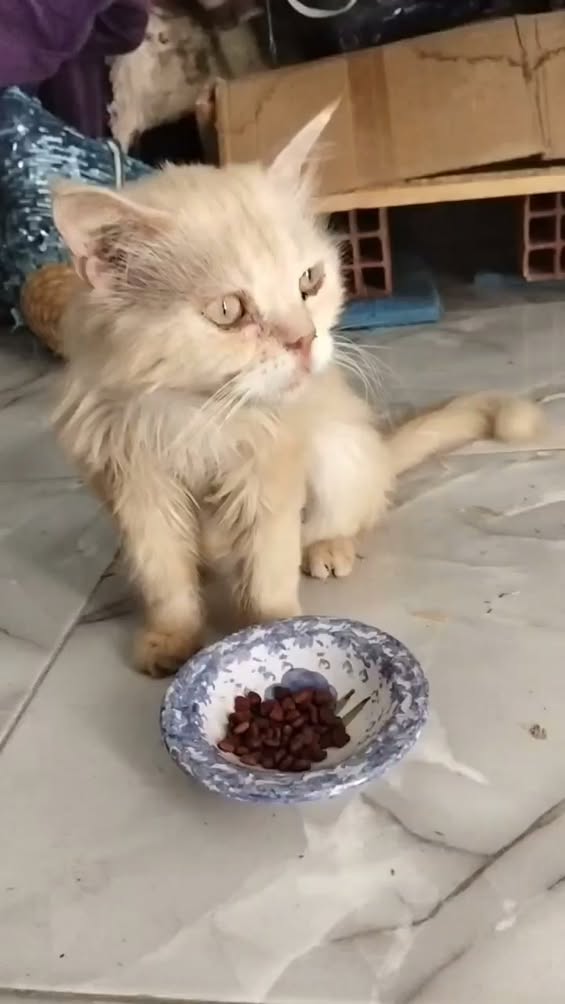 Chat à adopter
