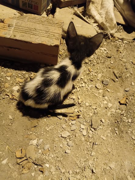 Chat à adopter