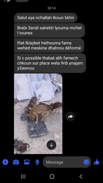Chien à adopter