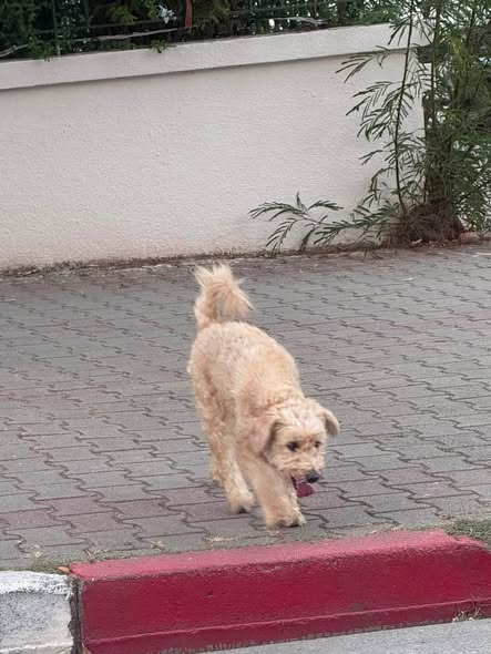 Chien à adopter