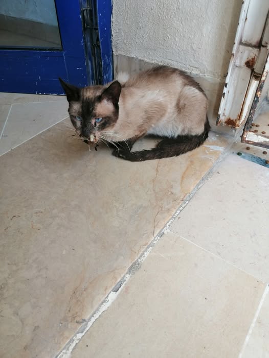 Chat à adopter