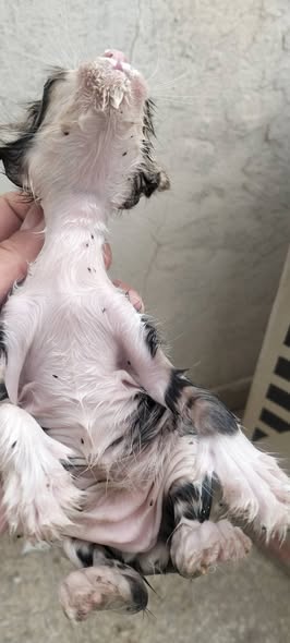 Chien à adopter