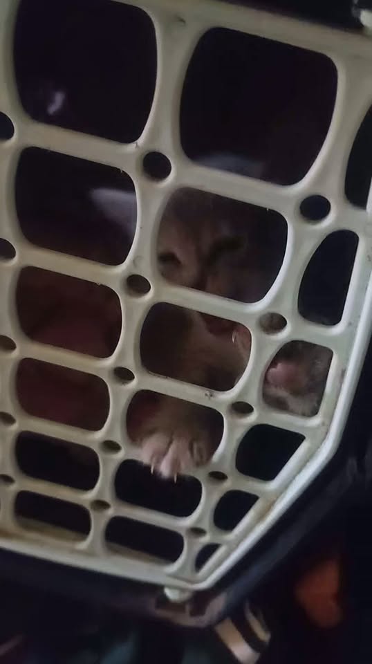 Chat à adopter