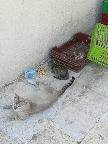 Chat à adopter