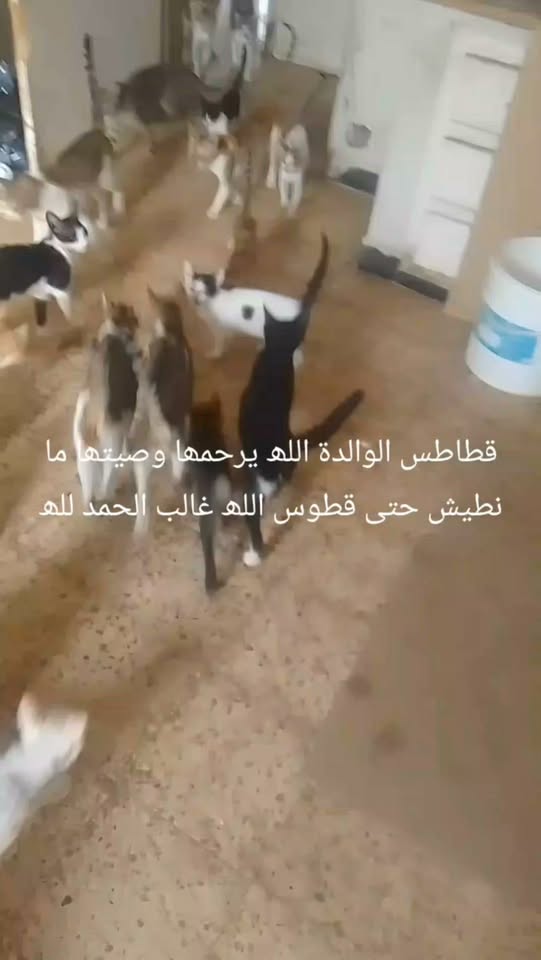 Chat à adopter