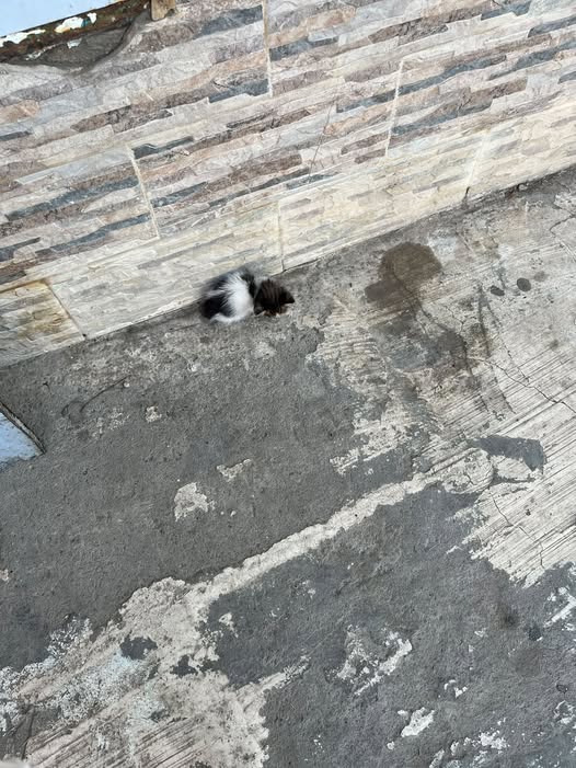Chat à adopter