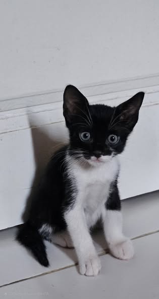 Chat à adopter