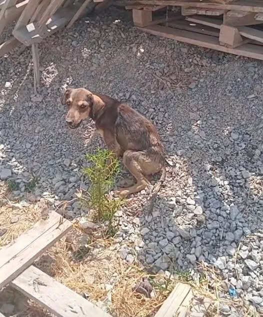 Chien à adopter