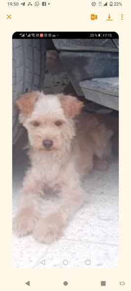 Chien à adopter
