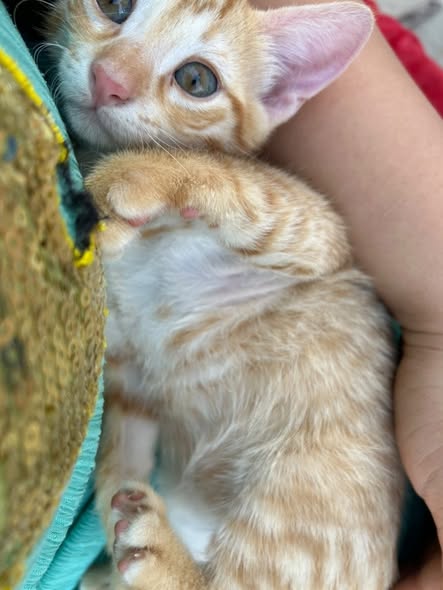 Chat à adopter