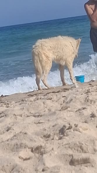 Chien à adopter