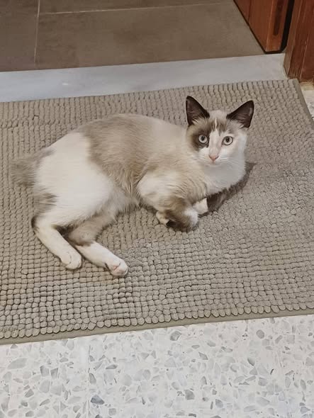 Chat à adopter