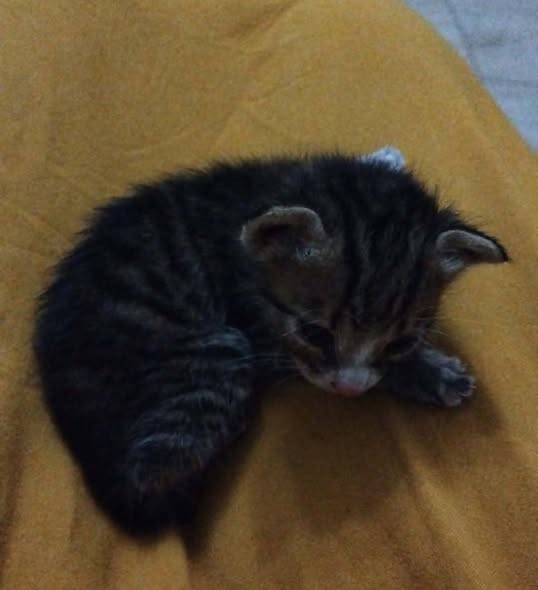 مطيشة