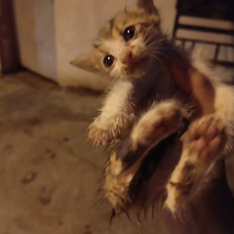 Chat à adopter