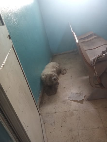 Chien à adopter