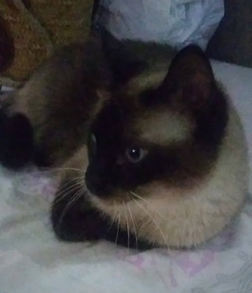 Chat à adopter