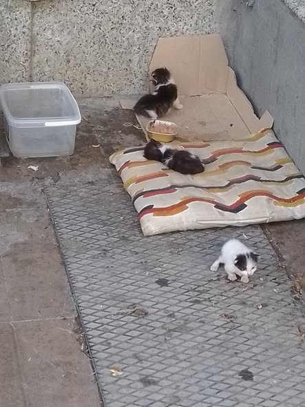 Chat à adopter