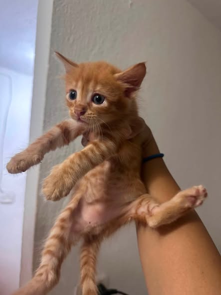 Chat à adopter