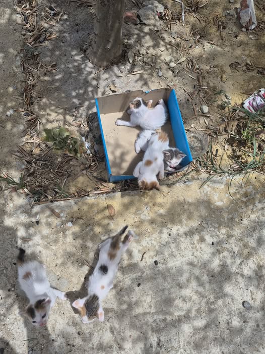 Chat à adopter