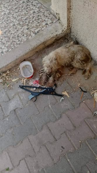 Chien à adopter