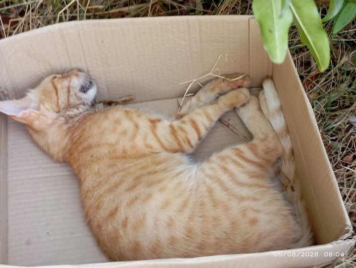 Chat à adopter