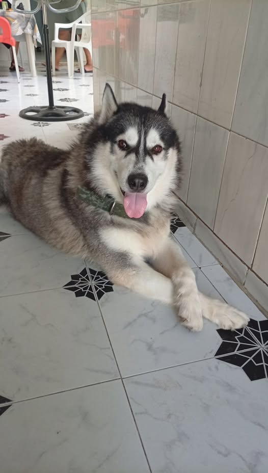 Chien à adopter