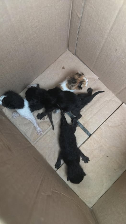 Chat à adopter