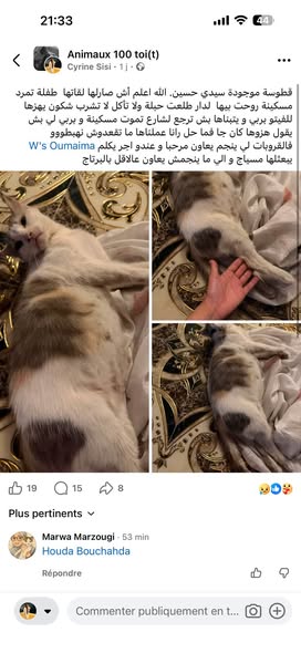 Animal à adopter