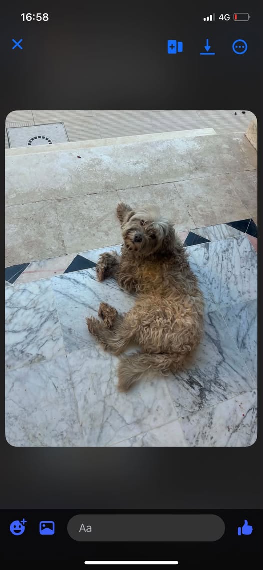 Chien à adopter
