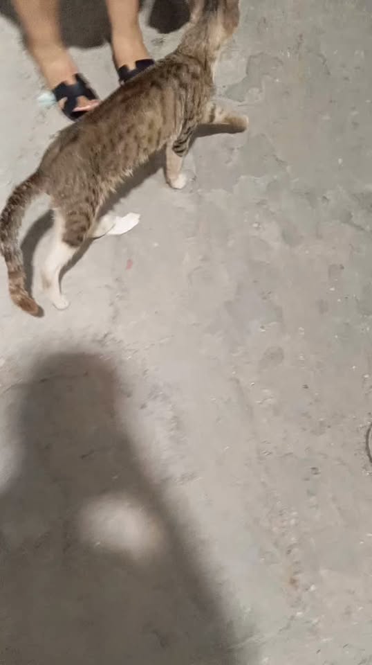 Chat à adopter