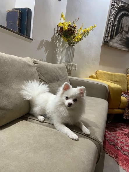 Chien à adopter