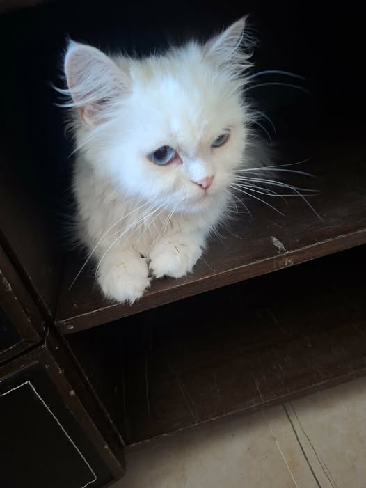 Chat à adopter