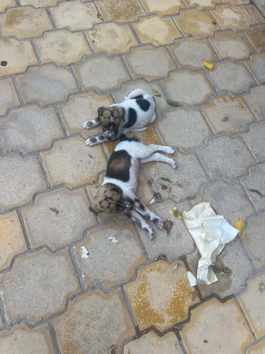 Chien à adopter