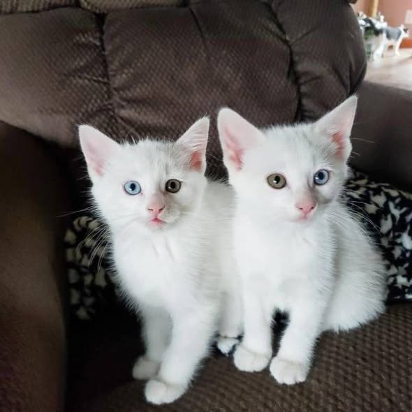 Chat à adopter