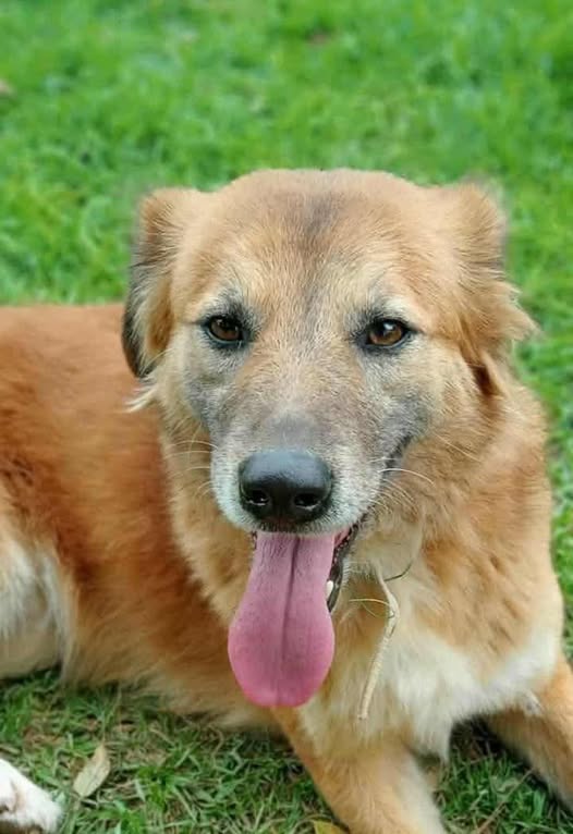 Chien à adopter