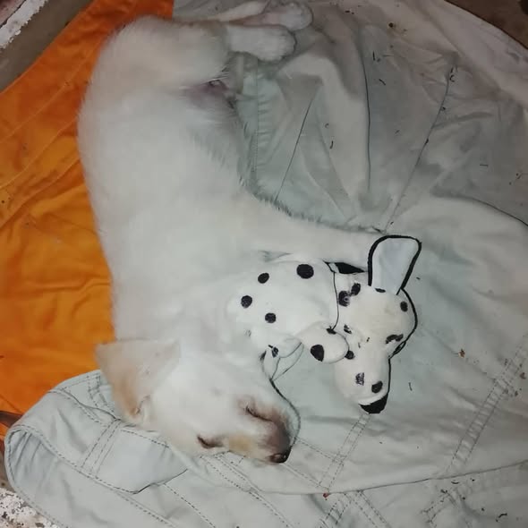 Chien à adopter