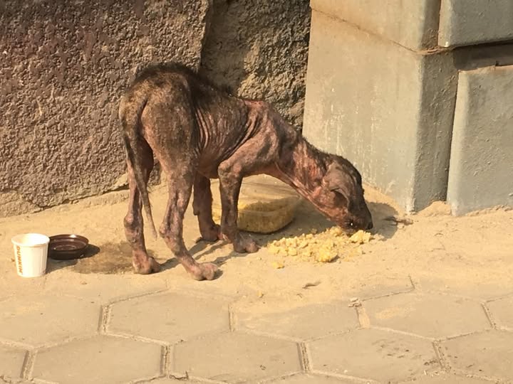 Chien à adopter