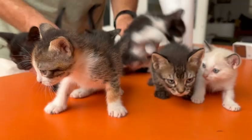 Chat à adopter