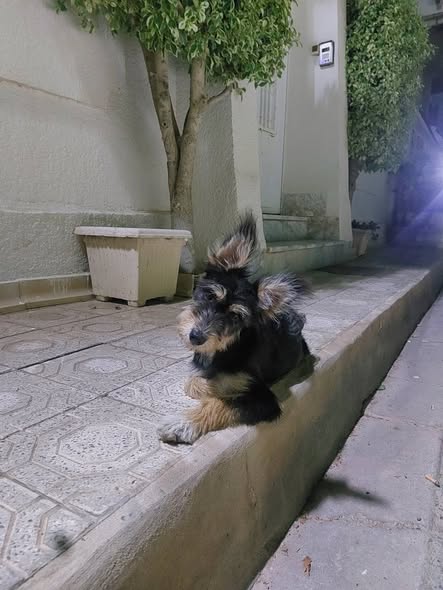 Chien à adopter