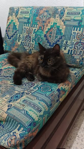 Chat à adopter