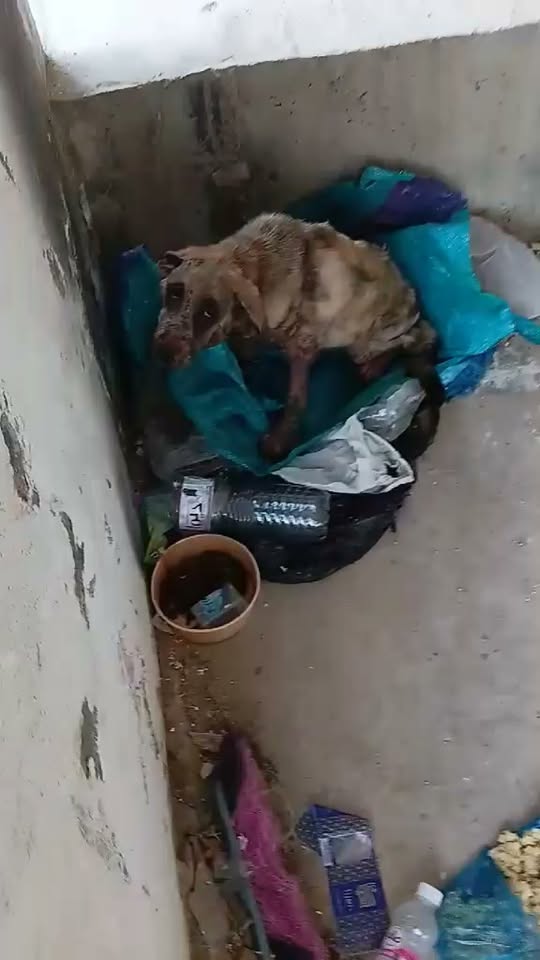 Chien à adopter