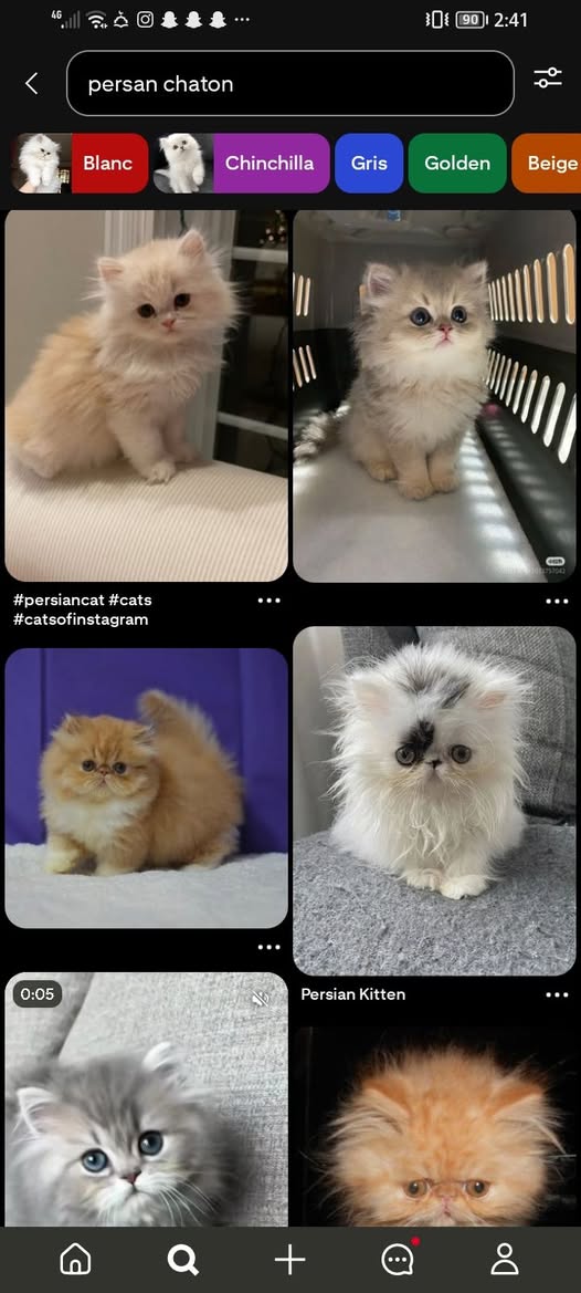 Chat à adopter