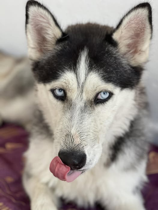 Chien à adopter