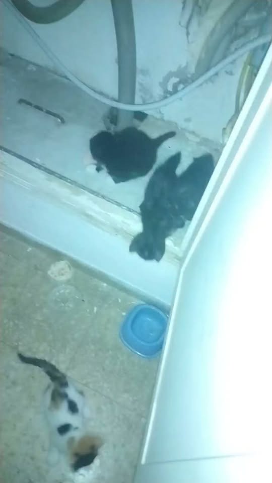 Chat à adopter